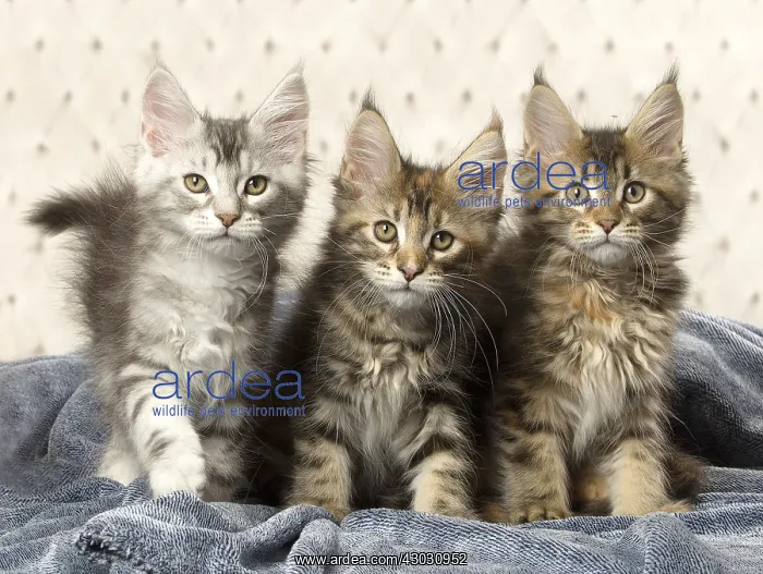  : Maine Coon kittens indoors
