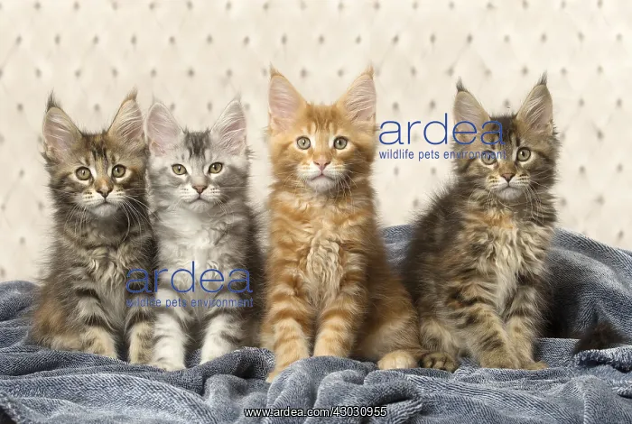  : Maine Coon kittens indoors