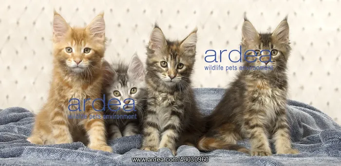  : Maine Coon kittens indoors
