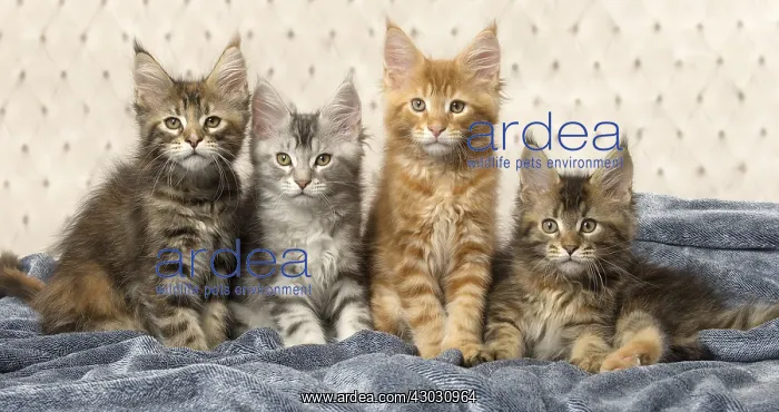  : Maine Coon kittens indoors