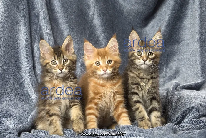  : Maine Coon kittens indoors