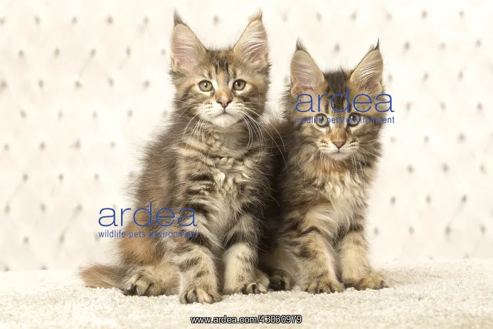  : Maine Coon kittens indoors