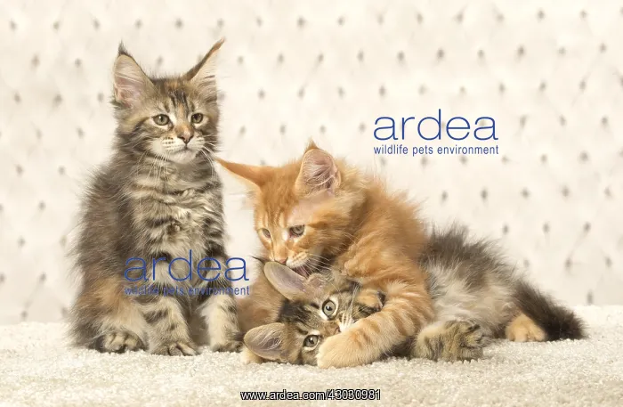  : Maine Coon kittens indoors