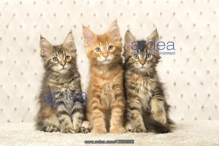  : Maine Coon kittens indoors