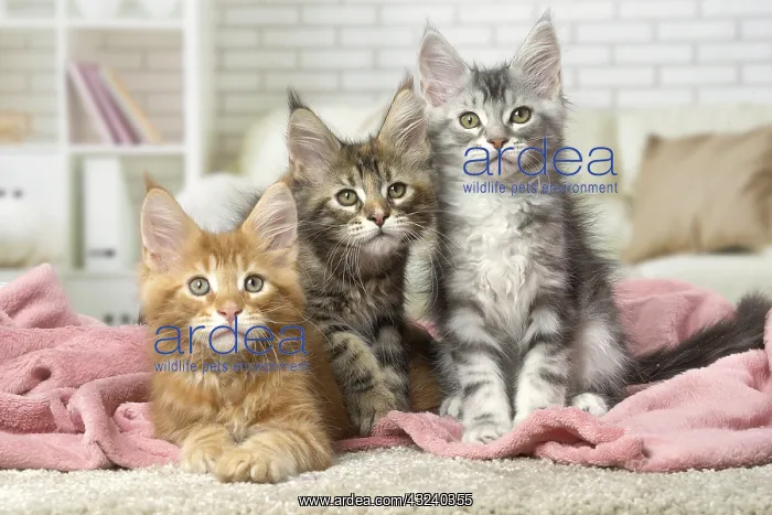  : Maine Coon kittens indoors