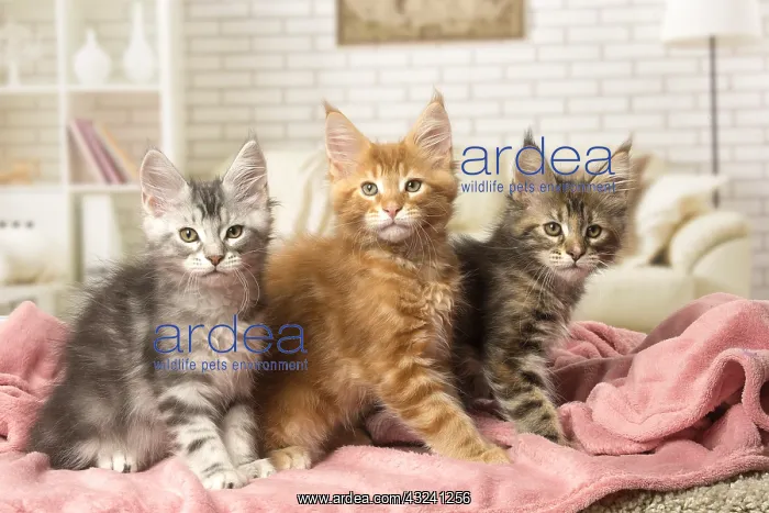  : Maine Coon kittens indoors