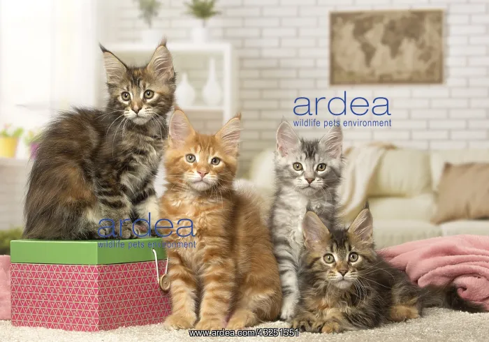  : Maine Coon kittens indoors