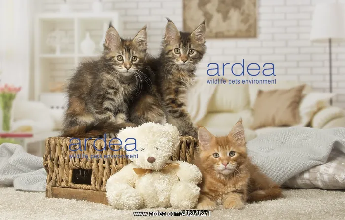 : Maine Coon kittens indoors