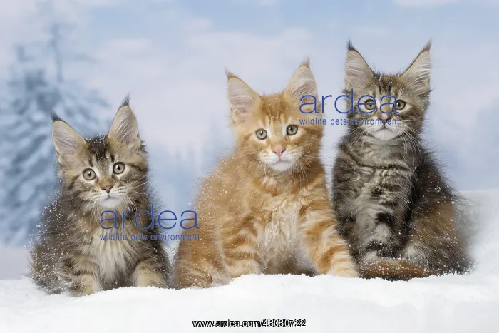  : Maine Coon kittens in the snow in winter