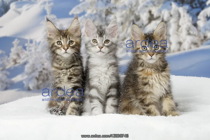  : Maine Coon kittens in the snow in winter
