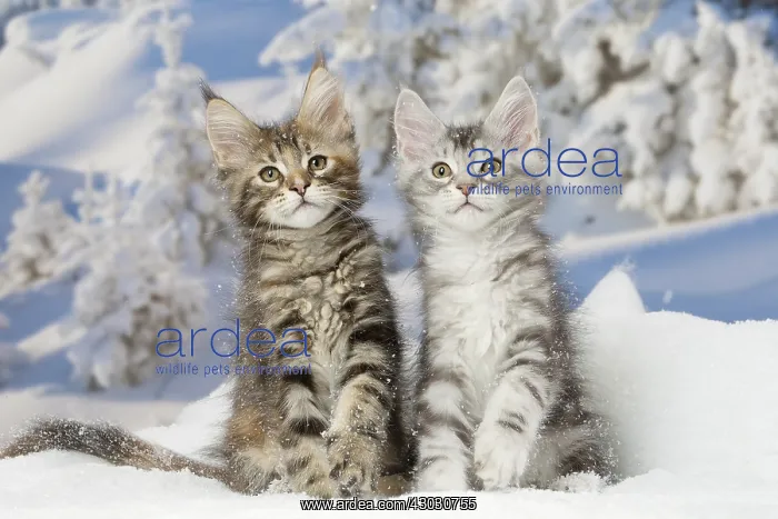  : Maine Coon kittens in the snow in winter