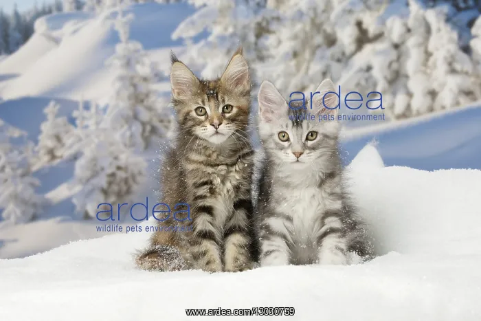  : Maine Coon kittens in the snow in winter