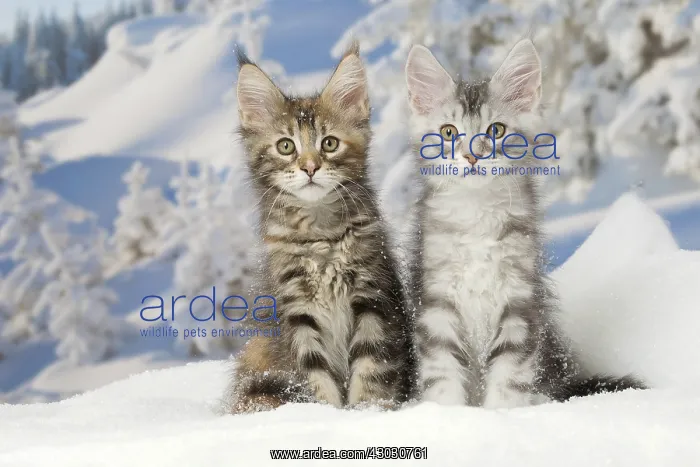  : Maine Coon kittens in the snow in winter
