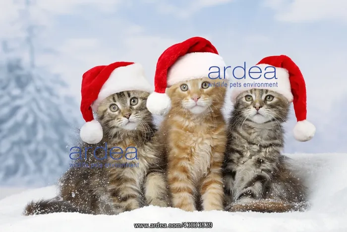 : Maine Coon kittens in the snow in winter wearing : Maine Coon kittens in the snow in winter wearing