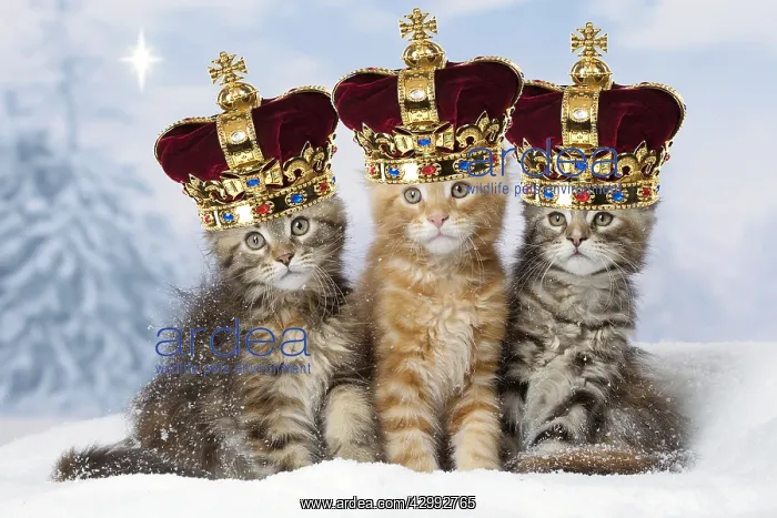 : Maine Coon kittens in the snow in winter wearing crowns : Maine Coon kittens in the snow in winter wearing crowns