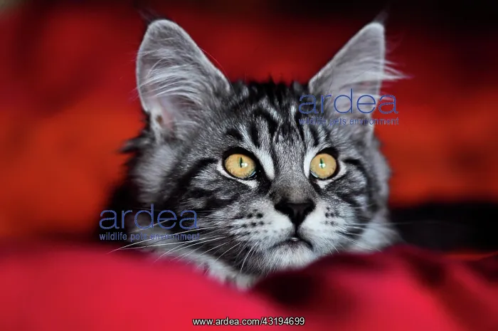 : Maine Coon male cat : Maine Coon male cat