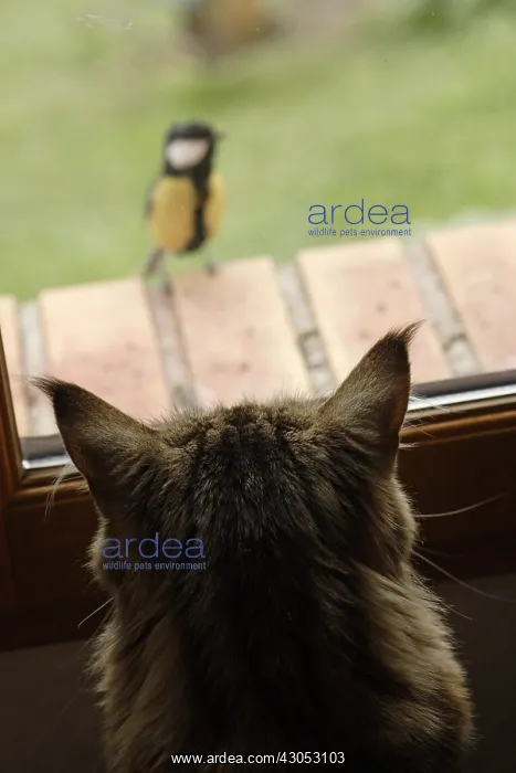 : Maine Coon she-cat watching a Tit behind the window France : Maine Coon she-cat watching a Tit behind the window France