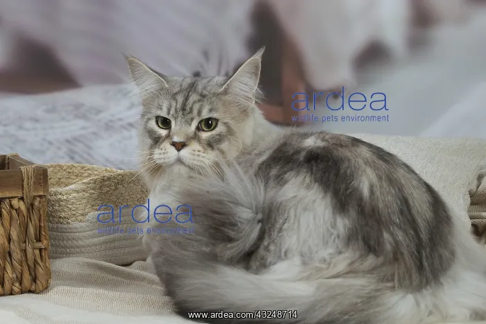 : Maine Coon Silver Tabby cat indoors : Maine Coon Silver Tabby cat indoors