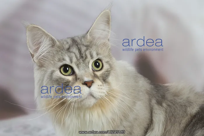 : Maine Coon Silver Tabby cat indoors : Maine Coon Silver Tabby cat indoors