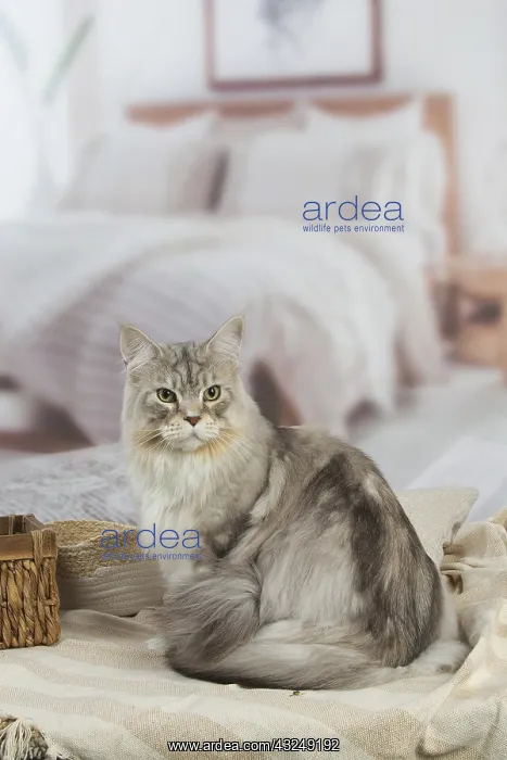 : Maine Coon Silver Tabby cat indoors : Maine Coon Silver Tabby cat indoors