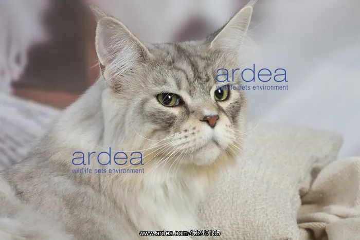 : Maine Coon Silver Tabby cat indoors : Maine Coon Silver Tabby cat indoors