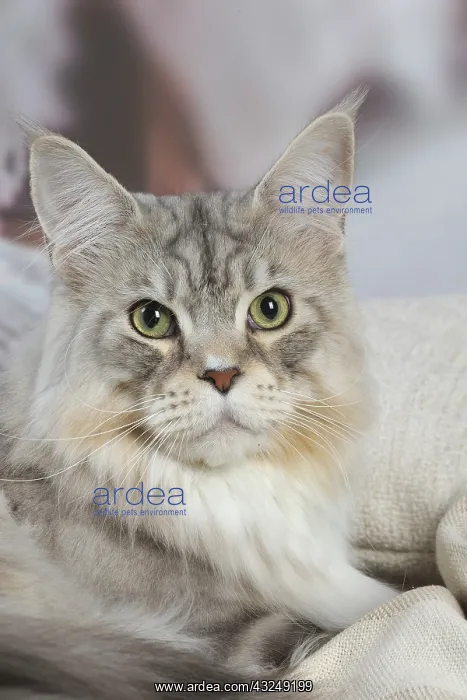 : Maine Coon Silver Tabby cat indoors : Maine Coon Silver Tabby cat indoors