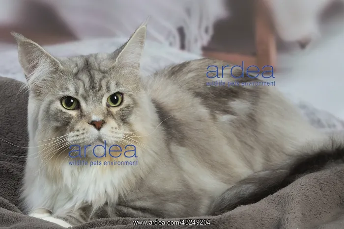 : Maine Coon Silver Tabby cat indoors : Maine Coon Silver Tabby cat indoors