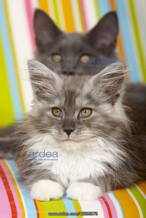 : Two Maine Coons kittens lying on a multicoloured armchair : Two Maine Coons kittens lying on a multicoloured armchair
