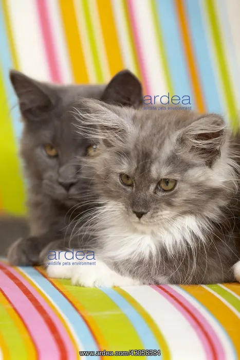 : Two Maine Coons kittens lying on a multicoloured armchair : Two Maine Coons kittens lying on a multicoloured armchair