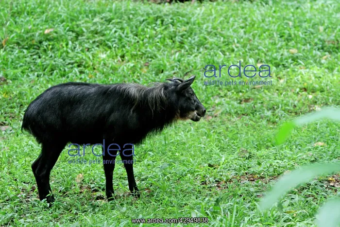 : Mainland / Southern Serow : Mainland / Southern Serow