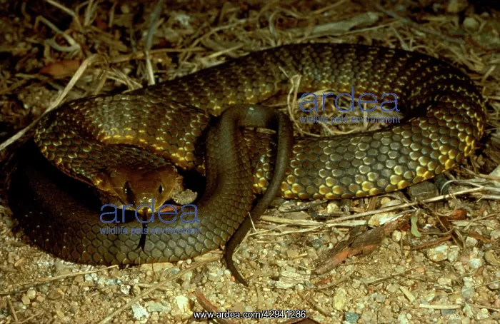 : Mainland tiger snake - flickering its tongue : Mainland tiger snake - flickering its tongue