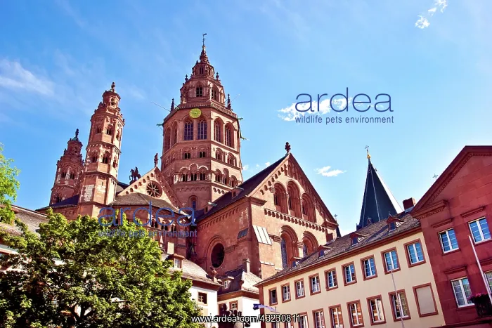 : Mainz, Germany, Saint Martin's Cathedral : Mainz, Germany, Saint Martin's Cathedral