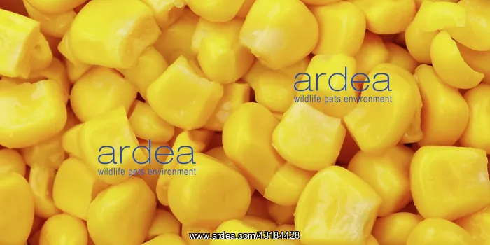 : Maize Cereals Vegetables from above Panorama : Maize Cereals Vegetables from above Panorama
