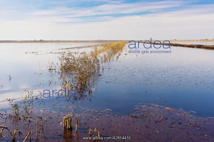: Maize (Corn) fields flooded in winter for Cranes : Maize (Corn) fields flooded in winter for Cranes
