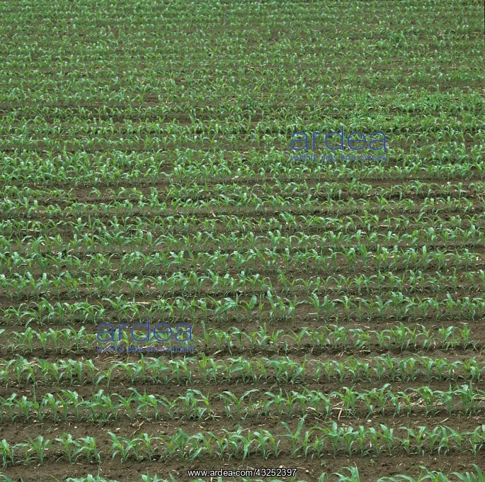 : Maize crop : Maize crop