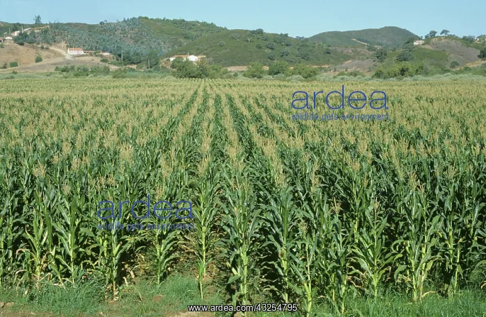 : Maize crop, Algarve, Portugal : Maize crop, Algarve, Portugal
