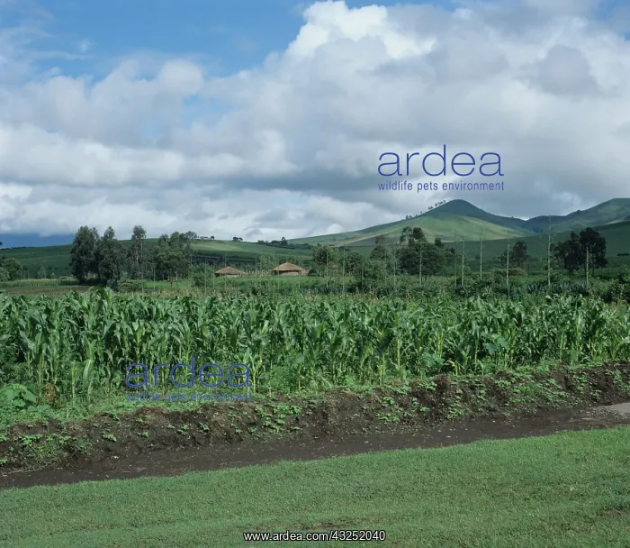 : Maize crop and farmland, Tanzania : Maize crop and farmland, Tanzania