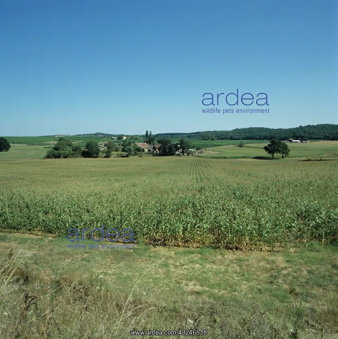 : Maize crop near Bordeaux, France : Maize crop near Bordeaux, France