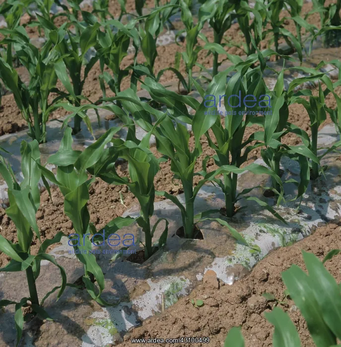 : Maize crop with plastic soil liner : Maize crop with plastic soil liner