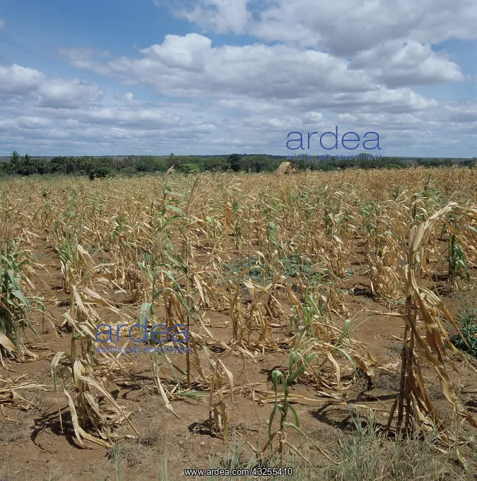 : Maize crop after severe drought, Tanzania : Maize crop after severe drought, Tanzania