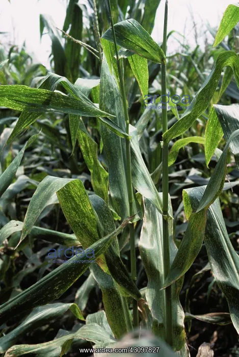: Maize eyespot : Maize eyespot