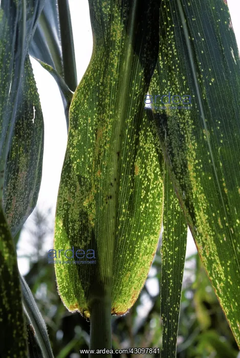 : Maize eyespot : Maize eyespot