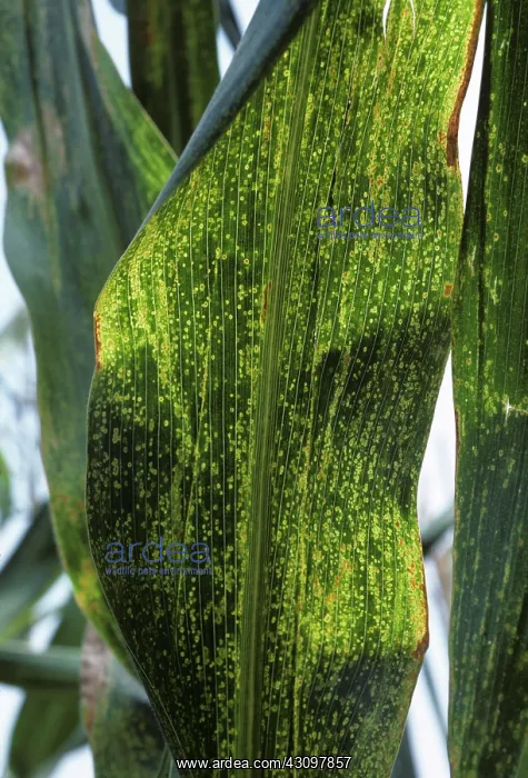 : Maize eyespot : Maize eyespot