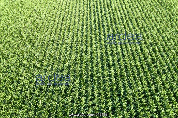 : Maize field Maize field drone shot in Stuttgart : Maize field Maize field drone shot in Stuttgart