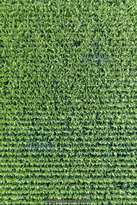 : Maize field Maize field drone shot in Stuttgart : Maize field Maize field drone shot in Stuttgart