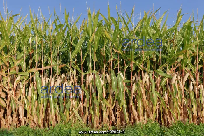  : Maize field (Zea mays), Kempen, NRW, Germany, Europe
