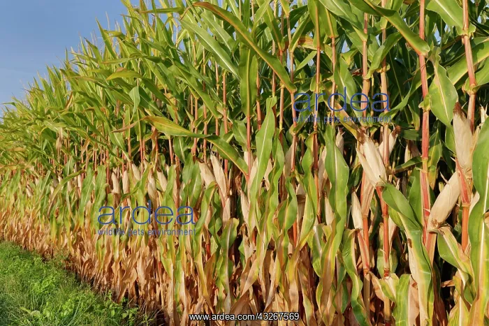 : Maize field (Zea mays), Kempen, NRW, Germany, Europe : Maize field (Zea mays), Kempen, NRW, Germany, Europe