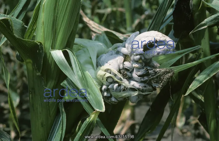 : Maize Smuts (Ustilago maydis) on ears of corn : Maize Smuts (Ustilago maydis) on ears of corn