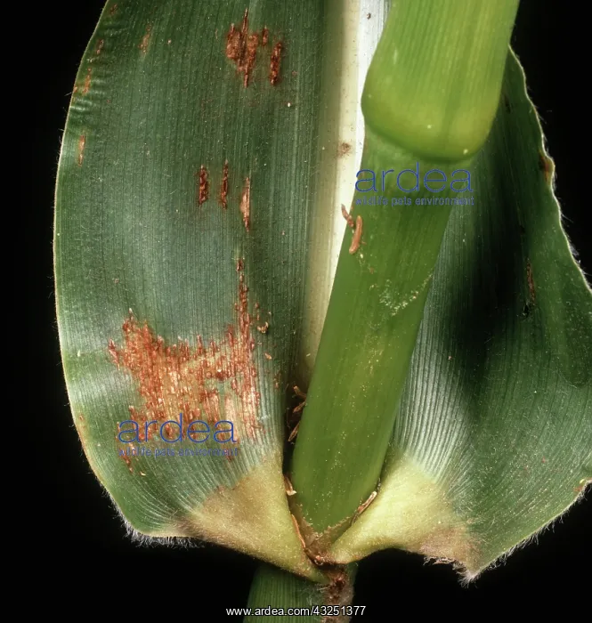  : Maize or sorghum rust