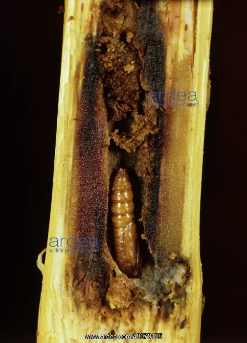 : Maize stem borer pupa : Maize stem borer pupa